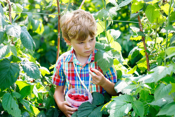 Cute little kid picking fresh berries on raspberry field.