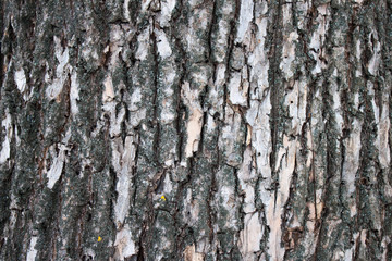 Closeup of the tree bark