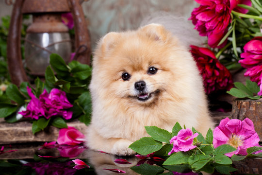 Pomeranian Spitz and Roses