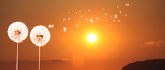 Schöne Pusteblumen beim Sonnenuntergang