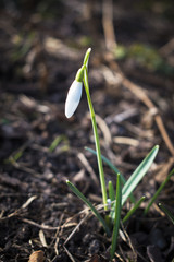 The first spring flowers white snowdrops in the forest illuminated by sunlight.