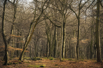 Rural Winter Woodland, Shropshire,UK