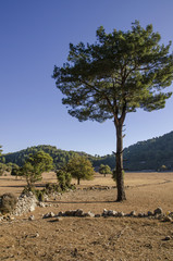 fields illuminated by the sun, the harvest is harvested, in the foreground the pine tree