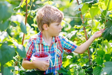 Cute little kid picking fresh berries on raspberry field.