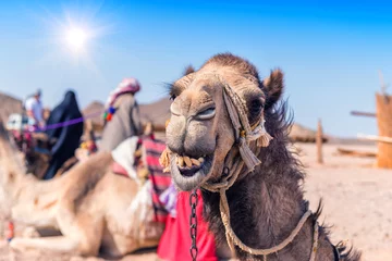 Photo sur Plexiglas Chameau portrait of camel