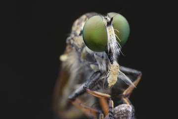 Super macro Robber fly with prey perching on treetop