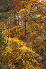Autumn Foliage / Portrait image of autumnal foliage in Scotland. 01 November 2008.
