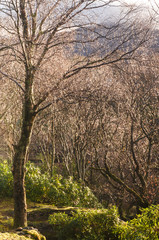 Fototapeta na wymiar Dewdrop Trees / A view through the trees across Loch Sunart with the sun shining, Ardnamurchan, Lochaber, Scotland. 26 December 2017.