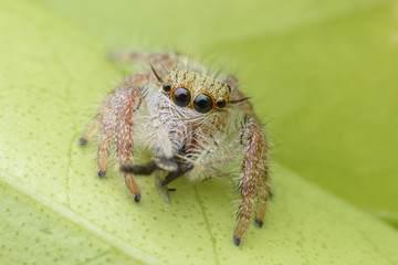 Super macro female Hyllus diardi or Jumping spider with prey on green leaf
