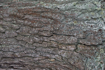 Pine bark closeup. The texture of the tree trunk. The background of the live wood. Skin nature of the forest.