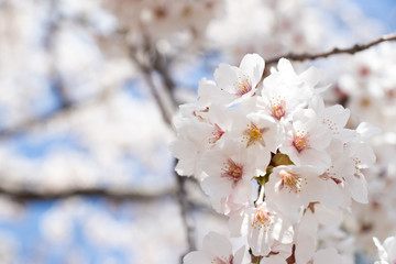 Closed up of flower sakura (cherry) blossom on blue sky background