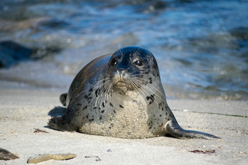 Baby Seal