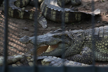 Crocodile in the cage