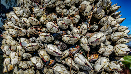 Ocean Beach, San Diego, CA Municipal Fishing Pier