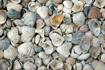 Coquillages, Fadiouth, Sénégal, Afrique