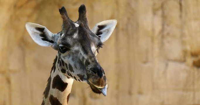 close up beautiful detail giraffe head