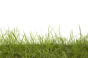 Grass isolated on white background.