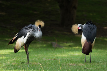 Beautiful Two Grey Crowned Cranes walking around Bronx Zoo