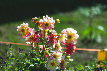 Flowers bathing in sunlight