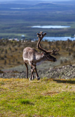 Reindeer in summer