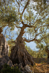 Fototapeta na wymiar Knorriger Stamm eines Olivenbaumes