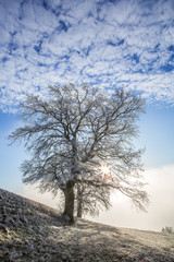 Vereiste Bäume auf einem Feld bei Sonnenaufgang