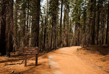 The entrance to Tuolumne Grove of Gian Sequoias.