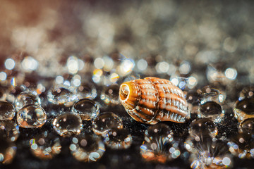 shell