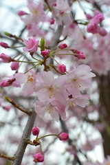 しだれ桜