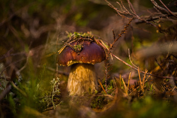 mushroom in the moss in the forest