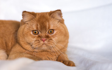Fototapeta premium Selten - kräftige, imposante Britisch Kurzhaar Katze in rot - 7 Monate