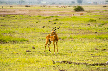 Impala isolate in the savannah plain of Amboseli Park in Kenya