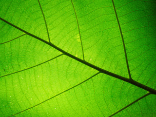 Fototapeta na wymiar Leaf texture pattern for spring background,texture of green leaves,ecology concept