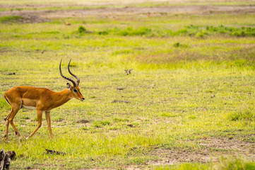 Impala isolate in the savannah plain of Amboseli Park in Kenya