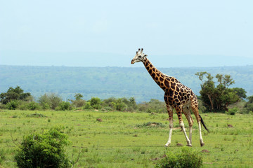Wilde Giraffen in Uganda Afrika
