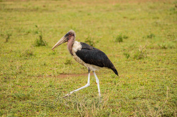 Isolated Marabou walking in the savannah plain of Amboseli Park in Kenya