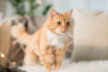 red tabby cat on sofa with sheepskin at home