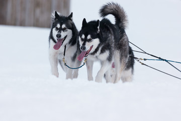 Siberiane Huskies in a sled dog race