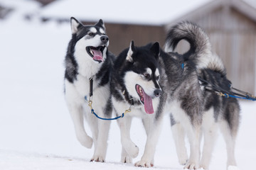 Siberiane Huskies in a sled dog race