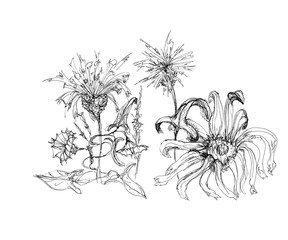 Hand drawn pen ink floral artistic sketch isolated on white
