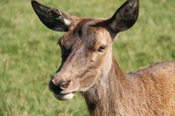 The Head of a Large Female Doe Red Deer.