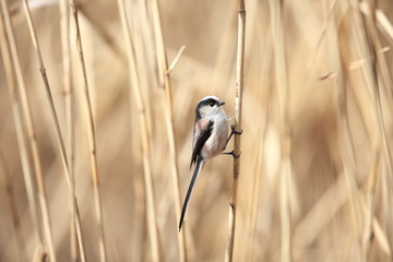 Long-tailed Tit or Long-tailed Bushtit (Aegithalos caudatus) in Japan