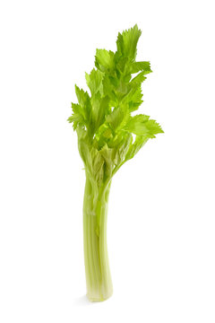 Fresh celery stalk