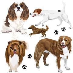 Collection of dogs