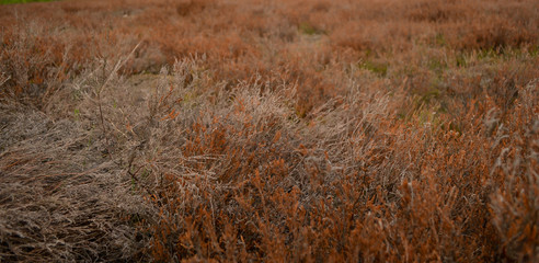  Field of brown, golden and dry heather in autumn time, close upview