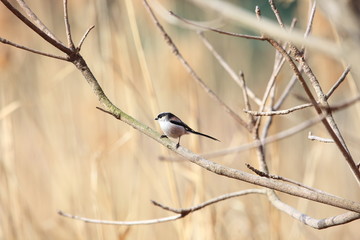 Long-tailed Tit or Long-tailed Bushtit (Aegithalos caudatus) in Japan