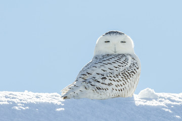 Snowy Owl in Snow Looking at Camera © james_pintar