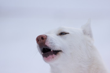 Siberian Husky portrait 