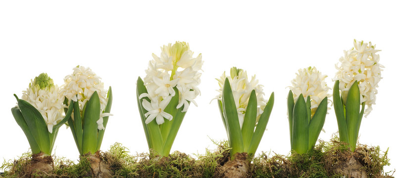 white hyacinth flowers
