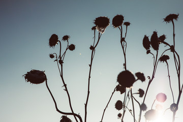 Vertrocknete Sonnenblumen vor blauem Himmel im Winter